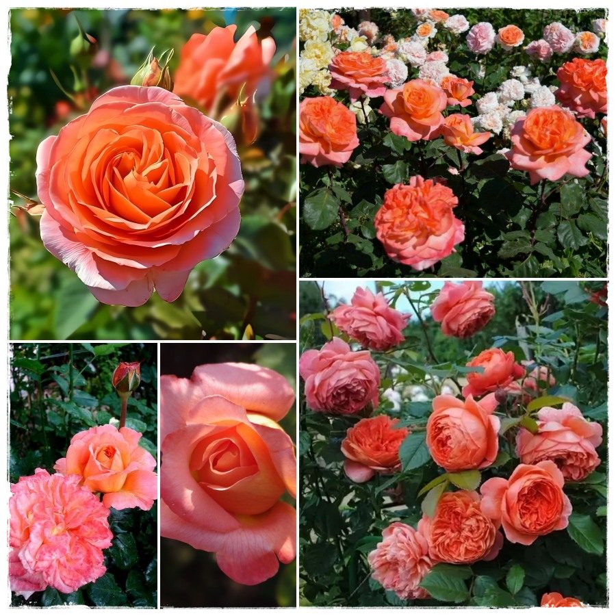 Rene Goscinny róże wielkokwiatowe